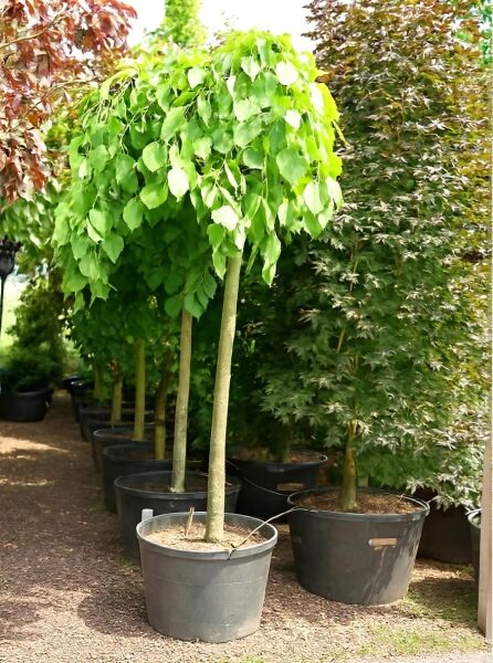 Ulmus glabra 'Pendula' (Hänge-Ulme, Lauben-Ulme) Hochstamm im Container mit überhängender, dichter Krone und grünen Blättern