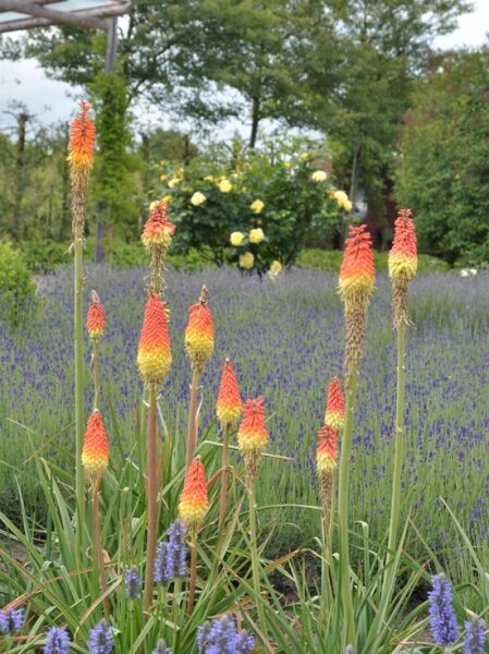 Fackellilie 'Royal Castle ®' / Kniphofia uvaria 'Royal Castle'