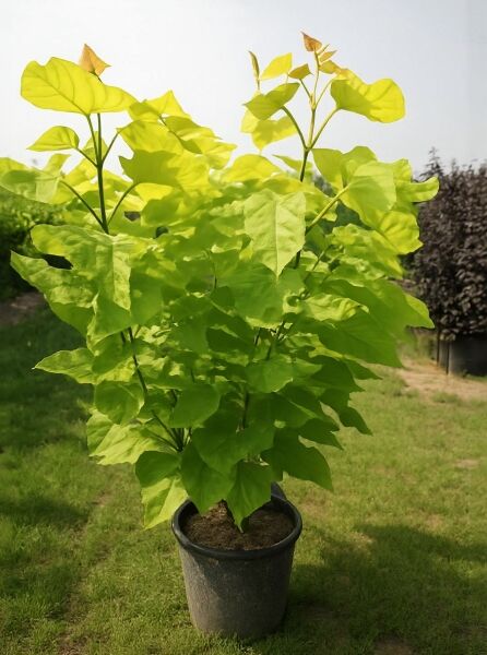 Gold-Trompetenbaum (Catalpa bignonioides 'Aurea') im Topf, 125-150 cm, C20, mit gelbgrünem Laub.