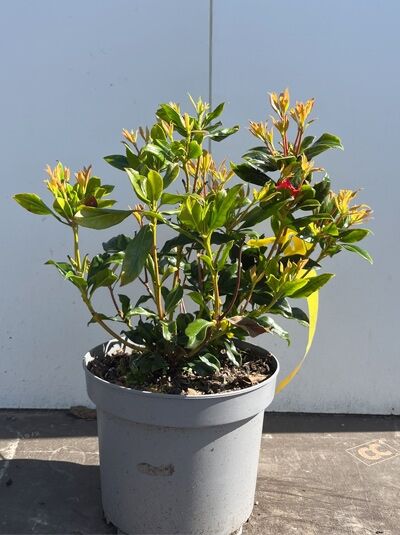 Lorbeerrose 'Mitternacht' / Berglorbeer 'Mitternacht' - Kalmia latifolia 'Mitternacht'