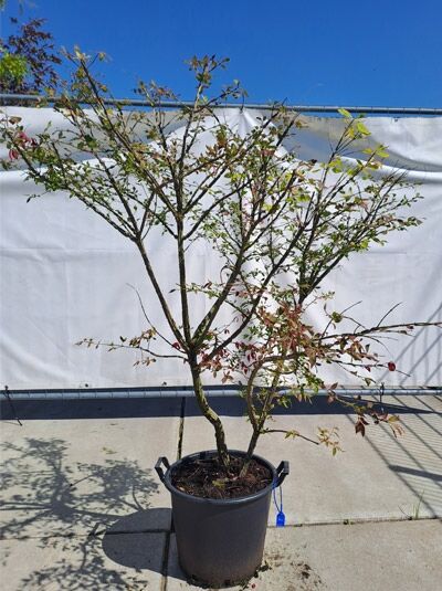 Geflügeltes Pfaffenhütchen / Korkspindel im Container 125-150 cm (874303) / Geflügeltes Pfaffenhütchen / Korkspindel im Container 125-150 cm (874303)