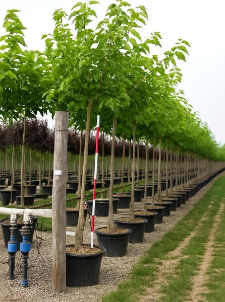 Morus alba 'Fruitless' / Weißer Maulbeerbaum 'Fruitless' Hochstamm im Container, Reihe junger Bäume mit dichtem Laub.