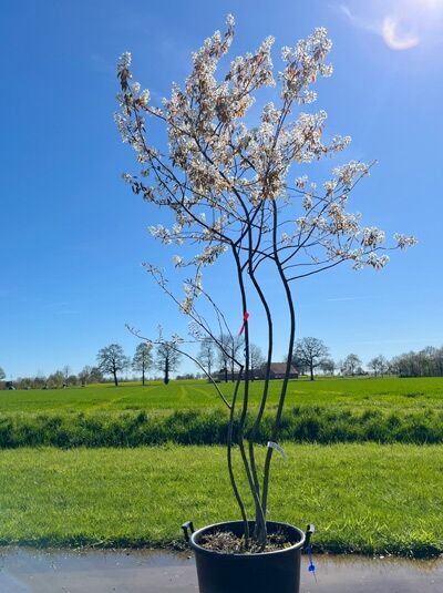 Kupfer-Felsenbirne 200 - 250 cm Schirmform / Amelanchier lamarckii (876183)