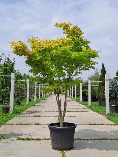 Fächer-Ahorn 'Summer Gold' 200-250 cm  / Fächer-Ahorn 'Summer Gold' 200-250 cm 