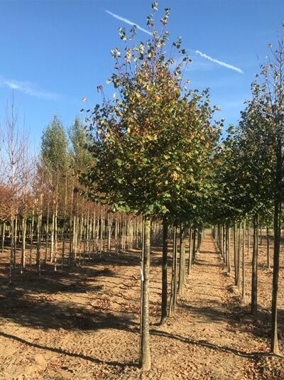 Tilia cordata 'Böhlje' / Winter-Linde 'Böhlje'
