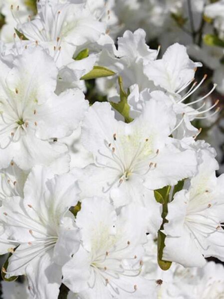 Rhododendron obtusum 'Anna Maria' (Frau Dekens') / Japanische Azalee 'Anna Maria'
