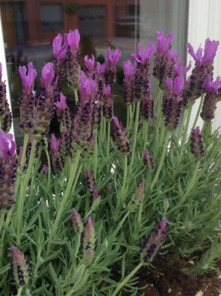 Lavandula stoechas 'Regal Splendor' / Französischer Lavendel / Schmetterlings Lavendel / Spanischer Lavendel