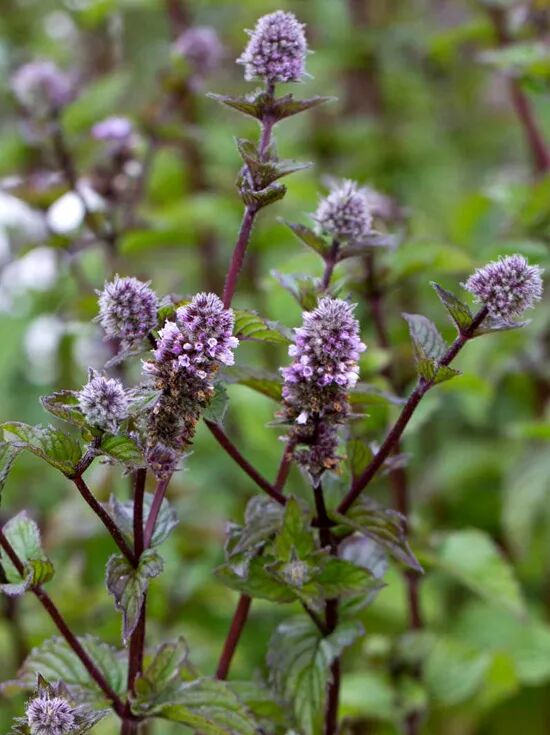 Frucht Minze / Mentha x piperita Agnes