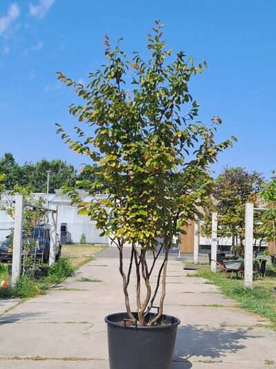Eisenholzbaum / Parrotie 250-300 cm mehrstämmig / Parrotia persica mehrstämmig (876260)