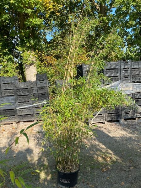 Riesendrachenbambus 'Dragon King' ® / Riesendrachenbambus 'Dragon King' ®