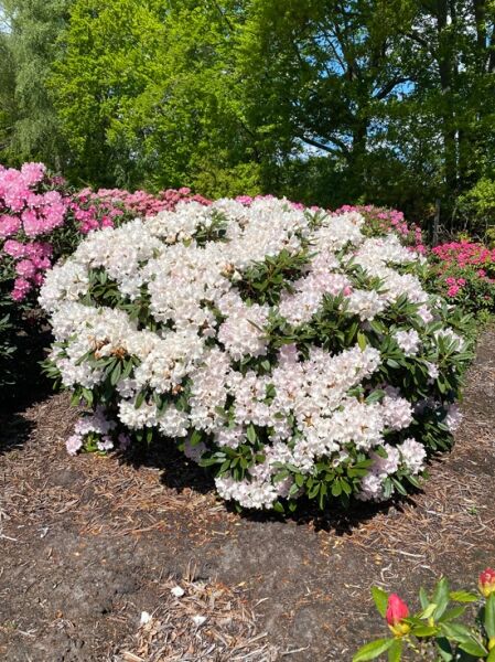 Rhododendron yakushimanum 'Mardi Gras' (Rhododendron), Solitärstrauch mit weißen und rosa Blüten, ca. 240 cm breit x 140 cm hoch