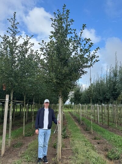 Pflaumenblättriger Weißdorn 'Splendens' (Crataegus persimilis/Crataegus prunifolia) Hochstamm 16-18 StU, angebunden mit Stammstütze.