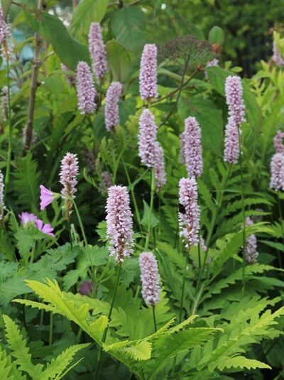 Wiesen-Knöterich  / Persicaria bistorta
