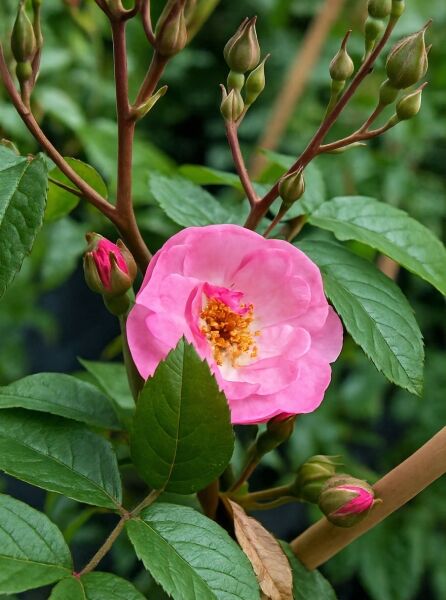 Rosa 'Lavender SILUETTA' ®, Kletterrose 'Lavender SILUETTA' ® mit rosafarbener Blüte, Knospen und grünem Laub am Trieb