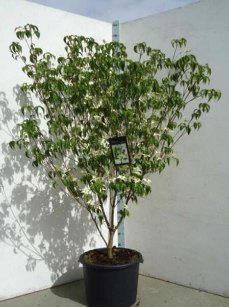 Chinesischer Blumen-Hartriegel (Cornus kousa var. chinensis) ‘Milky Way’ als mehrstämmiger Strauch im Topf, mit grünem Laub und Blüten.