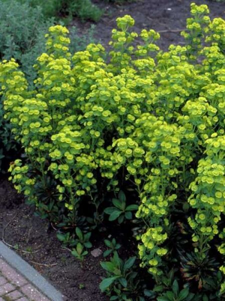 Mittelmeer-Wolfsmilch 'Forescate' / Euphorbia characias ssp. characias 'Forescate'