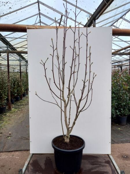 Magnolia 'Daybreak' / Magnolie 'Daybreak' 175-200 cm C50, mehrstämmige Magnolie im Container mit aufrechten Trieben und Knospen