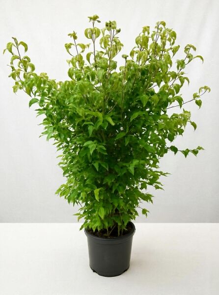 Japanischer Blumen-Hartriegel (Cornus kousa) 100–125 cm, C12 Containerpflanze mit dichtem, grünem Laub und mehreren Trieben.