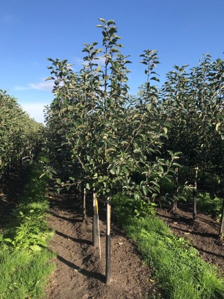 Malus domestica 'Cox Orange' (Apfel Cox Orange) Halbstamm 12-14 StU, junger Obstbaum mit Stamm und belaubter Krone im Feld