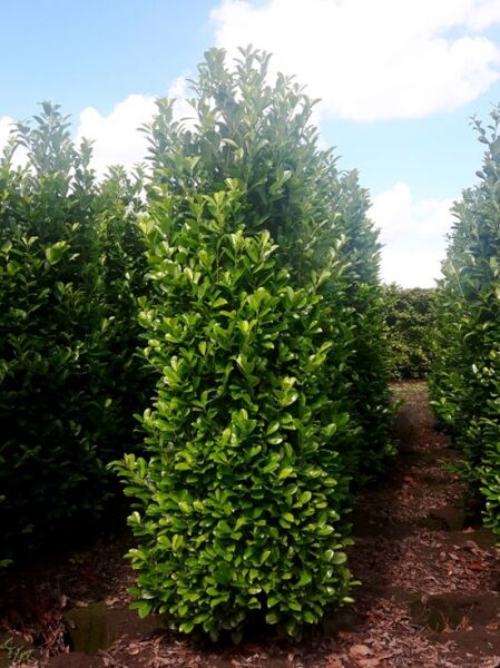 Prunus laurocerasus 'Rotundifolia' / Kirschlorbeer 'Rotundifolia', großblättriger Kirschlorbeer, 250-300 cm m. Db., Solitärstrauch