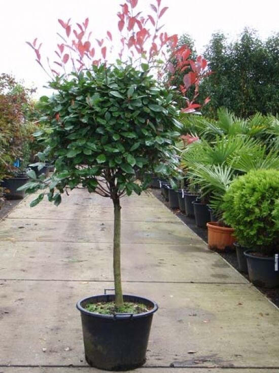 Glanzmispel 'Red Robin' (Hochstamm / Stmmchen) - Photinia fraseri 'Red  Robin'