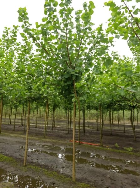 Populus canescens 'Witte van Haamstede' / Grau-Pappel 'Witte van Haamstede' Hochstamm 14-16 StU mit grüner Krone