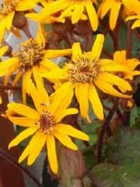 Purpur-Greiskraut 'Othello' / Ligularia dentata 'Othello'