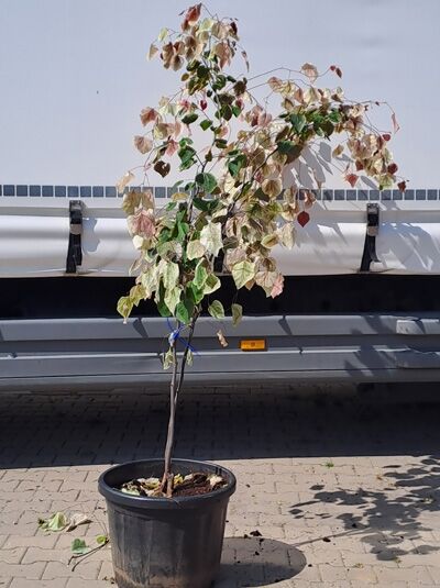 Kanadischer Judasbaum (Cercis ‘Carolina Sweetheart‘) 200-250 cm im Topf, schlanker Stamm mit panaschierten grün-rosa Blättern.
