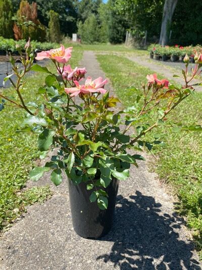 Bodendeckerrose Rosa 'Jazz' im Topf C3, grünes Laub und mehrere rosa Blüten an aufrechten Trieben