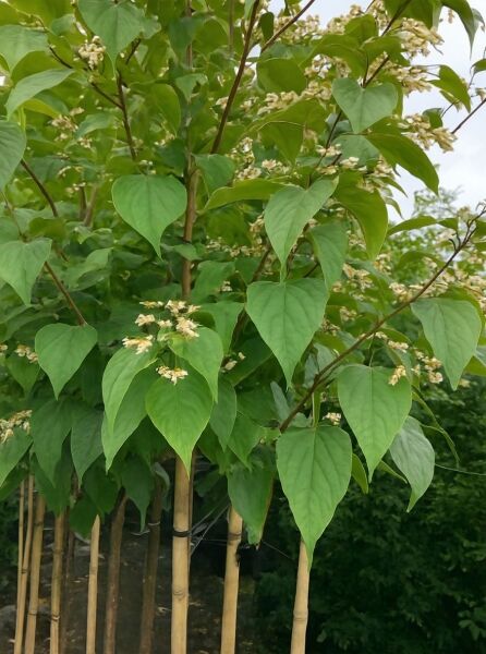 Tetradium daniellii (Euodia hupehensis), Samthaarige Stinkesche/Bienenbaum, Hochstamm 10-12 StU im Container mit Blütenständen