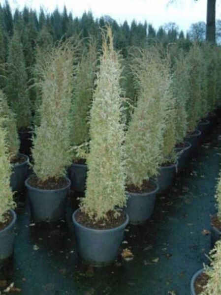 Juniperus communis 'Hibernica' / Irischer Säulen-Wacholder