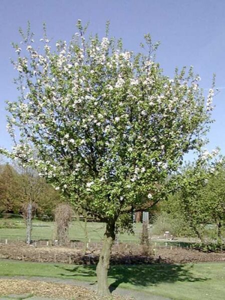 Malus sylvestris / Holzapfel / Wildapfel