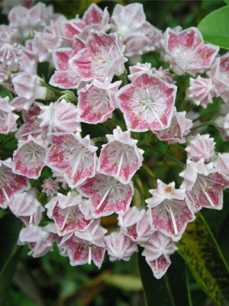 Lorbeerrose 'Hania' / Berglorbeer 'Hania' / Kalmia latifolia 'Hania'