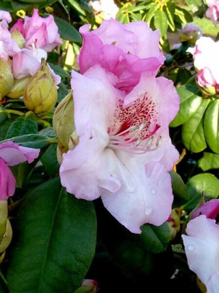 Rhododendron Hybride 'Simona' / Rhododendron 'Simona' mit rosa-weißen Blüten und grünem Laub, Nahaufnahme am Strauch
