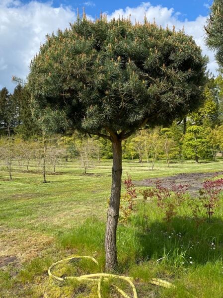 Pinus sylvestris 'Norske Typ' Pinienform – Norwegische Kiefer/Föhre auf Stamm, runde Krone, Stammhöhe ca. 170 cm