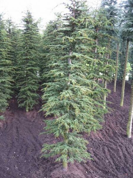Zypern-Zeder 'Brevifolia' / Cedrus libani 'Brevifolia'