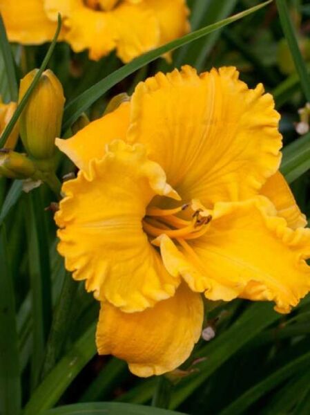 Hemerocallis 'Bill Norris' / Taglilie 'Bill Norris'