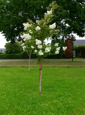 Flieder des Sdens / Indische Lagerstrmie / Kreppmyrte (weie Blte) -  Lagerstroemia indica (weie Blte)
