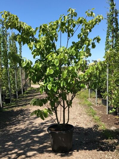 Riesen-Hartriegel Pagoda (Cornus controversa 'Pagoda'), 250-300 cm, im Container C80, mehrstämmiger Strauch mit grünem Laub.