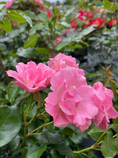 Rosa 'Roselina' / Strauchrose 'Roselina' mit rosa, halbgefüllten Blüten und grünem Laub am Trieb