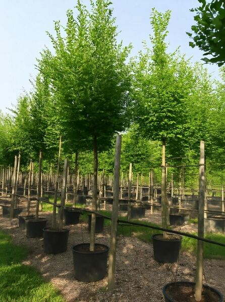 Carpinus betulus (Hainbuche/Weißbuche) Hochstamm 20-25 StU im Container, Laubbaum mit rundlicher Krone in Baumschule
