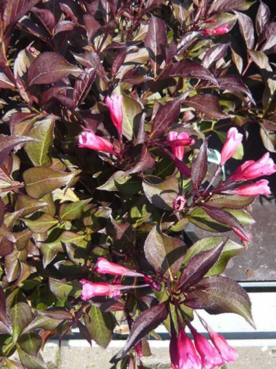 51+ Weigelie Purpurea Pflege, Die weigela florida &#039;nana purpurea&#039; ist