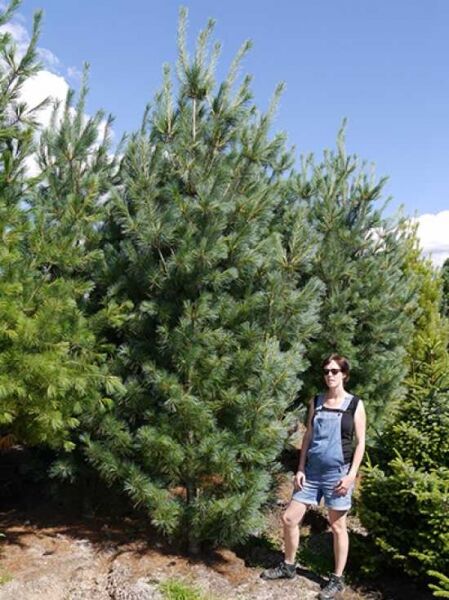 Mazedonische Kiefer / Rumelische Kiefer / Pinus peuce