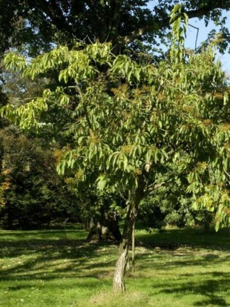 Ehretia acuminata / Ehretia thyrsiflora / Ehretia thyrsiflora