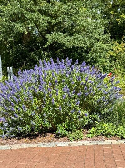 Bartblume 'Kew Blue' - Caryopteris clandonensis 'Kew Blue'