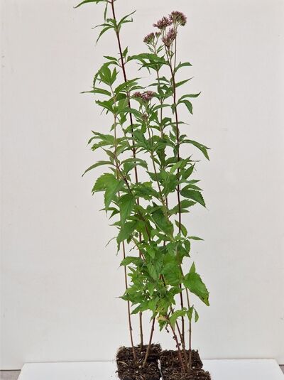 Gewöhnlicher Wasserdost (Eupatorium cannabinum) P9, aufrechte Pflanze mit grünen Blättern und rosafarbenen Blütenständen.