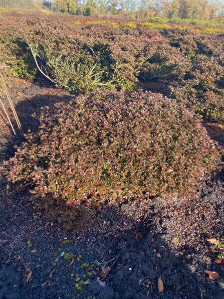 Rhododendron nakaharai 'Elfie' (Syn. Evita) 90-100 cm breit x 40-50 cm hoch / Japanische Azalee 'Elfie' (Nr.1407)
