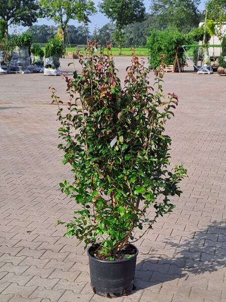 Parrotia persica 'Persian Spire', säulenförmiger Eisenholzbaum 125-150 cm, im C20-Container mit grünem Laub