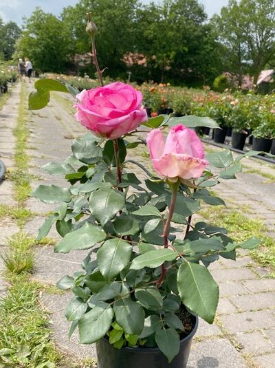 Edelrose 'Beverly' ® / Edelrose 'Beverly' ®