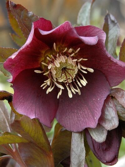 Lenzrose (Helleborus Orientalis-Hybride) 'Red Hybrids' mit dunkelroter Blüte und hellen Staubgefäßen, nah aufgenommen.